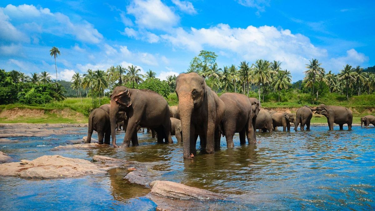 Where to See Wild Elephants in Sri Lanka Ethically: Minneriya Gathering vs Udawalawe Safari Guide (2025/2026)