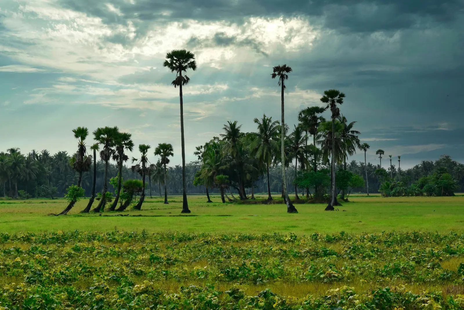 Jaffna & The North: A Guide to Sri Lanka's Untouched Frontiers