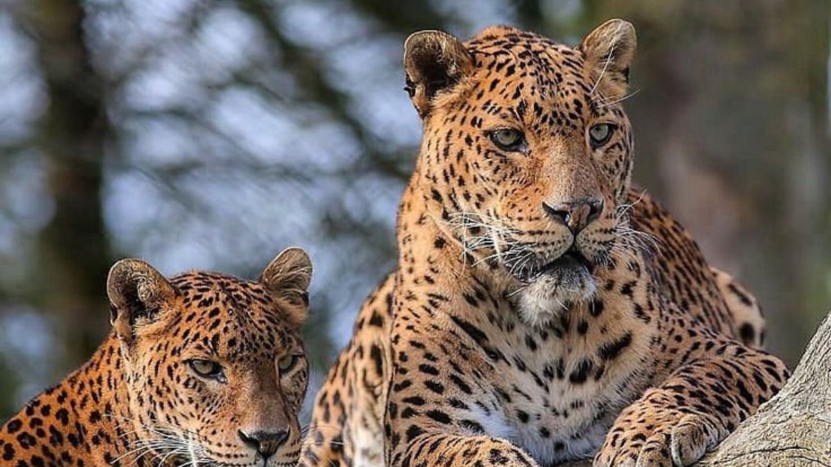 Best Place to Spot Leopards in Sri Lanka: Yala vs Wilpattu Safari Comparison & Prime Timing